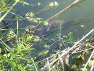 Маяки з panoramio.com