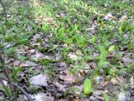 Кирияківщина з panoramio.com