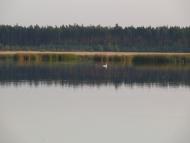 Соснівка з panoramio.com