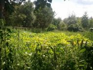 Любовичі з panoramio.com