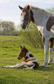 Білий Камінь з panoramio.com