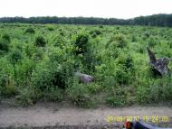 Куряжанка з panoramio.com