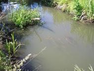 Журавка з panoramio.com