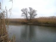 Горошине з panoramio.com