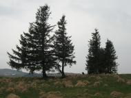 Голошина з panoramio.com