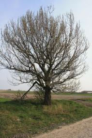 Довгошиї з panoramio.com