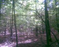 Сухоліси з panoramio.com