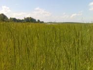 Великі Мацевичі з panoramio.com