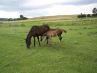 Хорів з panoramio.com