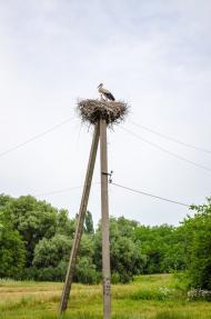 Дмитрівка з panoramio.com