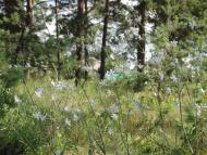 Біла Криниця з panoramio.com