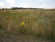 Булацелівка з panoramio.com