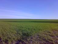 Островське - Останні фото