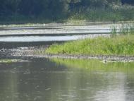 Зоряне - Останні фото