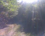 Сухоліси з panoramio.com