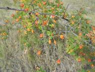 Вергуни з panoramio.com