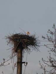 Рубаний Міст з panoramio.com