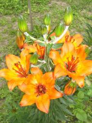 Гвоздів з panoramio.com