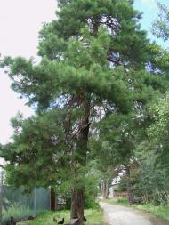 Свеса з panoramio.com