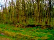 Мурзинці з panoramio.com