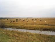 Теліжинці з panoramio.com