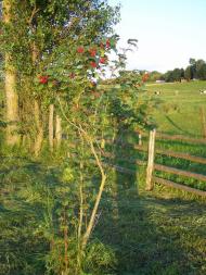 Хорів з panoramio.com