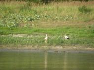 Гапішківка з panoramio.com