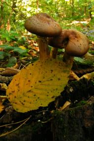 Бистровиця - Останні фото