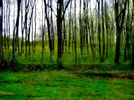 Мурзинці з panoramio.com