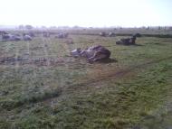 Солонці з panoramio.com