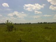 Лисогубівка з panoramio.com