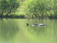 Мотрунки з panoramio.com