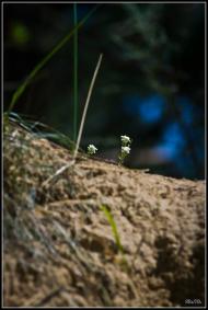 Мала Любаша з panoramio.com