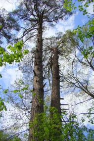 Зазим'я з panoramio.com