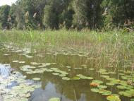 Віл з panoramio.com