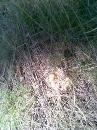 Черевки з panoramio.com