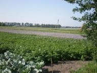 Журавка з panoramio.com