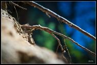 Мала Любаша з panoramio.com