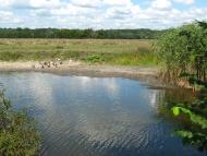 Хорошки з panoramio.com