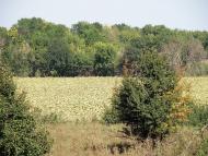 Орлівське з panoramio.com