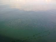 Білярі з panoramio.com