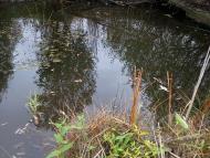 Лихачів з panoramio.com