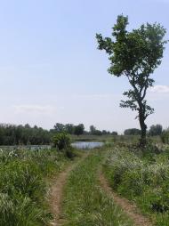 Горошине з panoramio.com