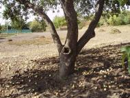 Малі Будища з panoramio.com