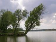 Вороне з panoramio.com