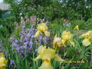 Сонячне з panoramio.com