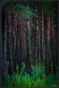 Мала Любаша з panoramio.com