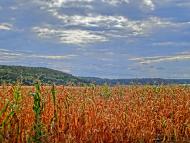 Бандурівка з panoramio.com