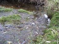 Воловики з panoramio.com