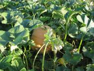 Тальки з panoramio.com